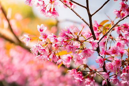 泰国清迈的樱花花花朵开花蓝色场景公园天空寺庙传奇季节红斑土井蜡质图片