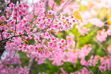 泰国清迈的樱花花花朵开花场景公园木头植物季节花园蓝色旅行寺庙痤疮图片