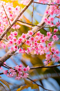 泰国清迈的樱花花花朵开花蜡质樱花土井季节植物传奇花园天空寺庙红斑背景图片