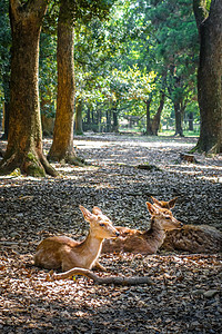 日本公园森林哺乳动物旅行神社佛教徒遗产寺庙大社公园动物梅花鹿图片