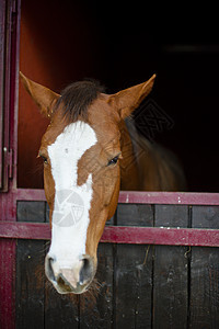 盒子中的马匹肖像棕色马背窗户马术牧场运动农场马箱农村宠物图片