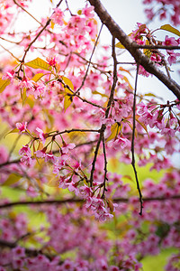 泰国清迈的樱花花花朵开花樱花寺庙红斑花园场景天空植物公园土井蓝色图片