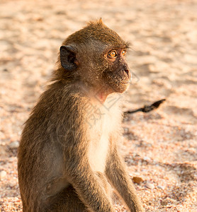 在泰国的猴子海滩上 远洋观海背景图片