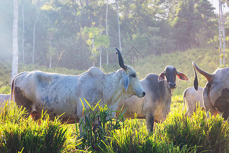 哥斯达黎加的牛群农业农场家畜动物白色橙子栅栏丛林牛科乡村图片