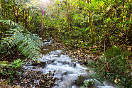 丛林中的溪谷植物群植被地标雨林植物公园溪流苔藓热带荒野图片