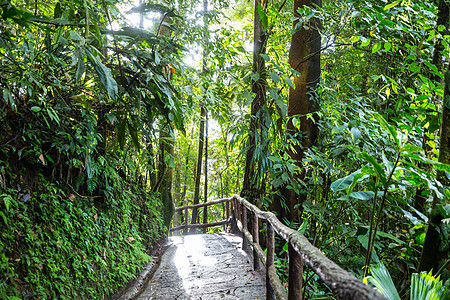 哥斯达黎加的丛林风景森林叶子国家射线树木植被蕨类植物苔藓图片