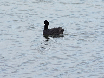 湖边的鸭子动物群鸟类观鸟账单游泳男性动物反射水鸟木头图片