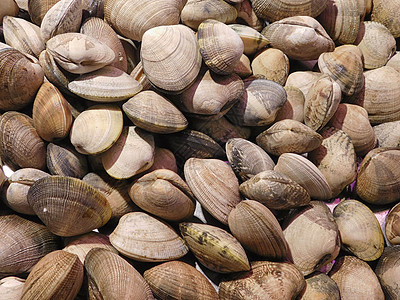 蛤纹理收藏生产壳类甲壳白色食物沿海市场海岸动物图片