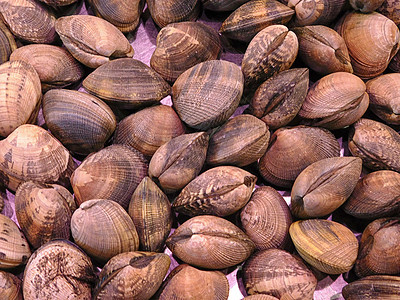 蛤纹理生产海岸食物壳类海鲜贝类市场白色生活甲壳图片