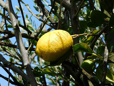 柠檬树叶子食物黄色生长水果绿色收成柠檬白色农业图片
