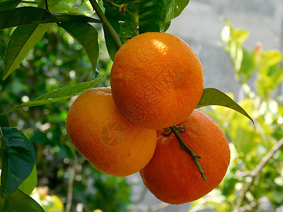 橙树食物生长热带树林叶子生产收成树木花园农民图片