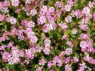 花朵农村环境花园植物翠菊植物学花瓣植物群双羽场地图片