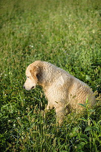 在高草丛中采集黄金的肖像场地草地季节犬类黄色幸福猎犬公园宠物朋友图片