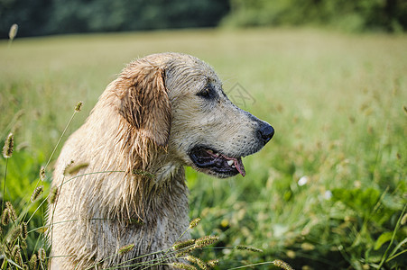 在高草丛中采集黄金的肖像宠物地面季节小狗草地猎犬朋友犬类幸福绿色图片
