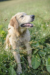 在高草丛中采集黄金的肖像公园小狗猎犬草地幸福宠物场地黄色朋友地面图片