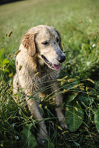 在高草丛中采集黄金的肖像犬类绿色场地幸福季节朋友草地黄色公园小狗图片