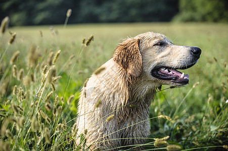 在高草丛中采集黄金的肖像猎犬场地绿色宠物公园犬类小狗季节地面黄色图片