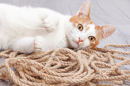 年轻红小猫装扮投标绳索猫咪白色粉色毛皮婴儿鼻子工作室孩子图片