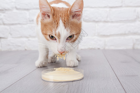 年轻的红小猫食用石茶杯里的干酵母图片