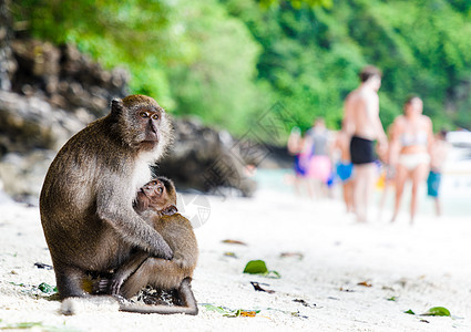 猴子妈妈带着孩子在泰国皮皮岛著名的猴子海滩上 在后面 游客们享受着美妙的海滩图片