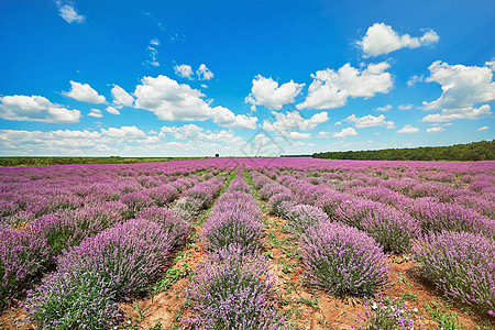 保加利亚的拉凡德地区产业用地衬套面积花序紫色耕地灌木生态农田图片
