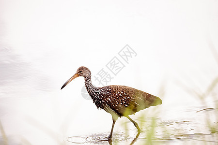 阿拉穆斯鸟荔枝池塘沼泽羽毛水禽动物湿地公园野生动物飞行背景图片