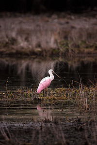 玫瑰汤匙水叮当鸟叫白拉塔莱亚阿贾雅池塘公园水禽粉色粉红色羽毛沼泽动物野生动物湿地图片