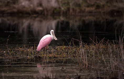玫瑰汤匙水叮当鸟叫白拉塔莱亚阿贾雅池塘公园湿地粉红色沼泽飞行羽毛粉色动物水禽图片