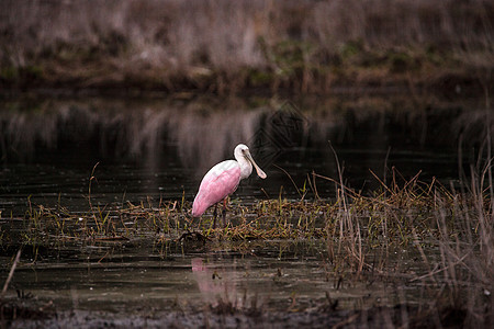 玫瑰汤匙水叮当鸟叫白拉塔莱亚阿贾雅羽毛公园粉色湿地池塘水禽粉红色动物沼泽野生动物图片