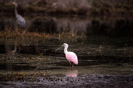 玫瑰汤匙水叮当鸟叫白拉塔莱亚阿贾雅粉红色羽毛水禽野生动物粉色飞行动物池塘湿地沼泽图片