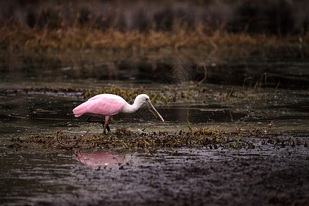 玫瑰汤匙水叮当鸟叫白拉塔莱亚阿贾雅湿地羽毛动物粉红色粉色水禽野生动物飞行池塘公园图片