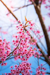 泰国清迈的樱花花花朵开花樱花花瓣天空传奇季节蓝色痤疮植物土井木头图片