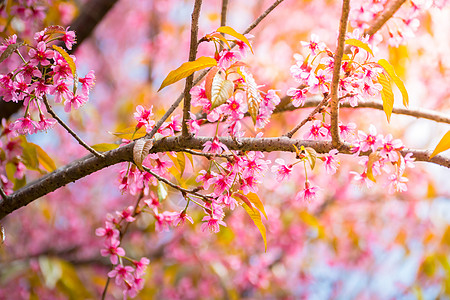 泰国清迈的樱花花花朵开花植物土井红斑樱花痤疮蜡质季节公园花瓣蓝色图片