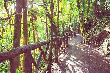 哥斯达黎加的丛林藤蔓植被运河植物蕨类热带风景树木苔藓异国图片