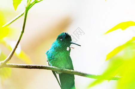 科里布里语Name野生动物羽毛花蜜情调热带动物大肠杆菌湿地森林蜂鸟图片
