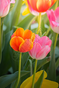 美丽的郁金香花束 多彩的郁金香季节植物晴天阳光叶子草地花瓣公园植物群花园图片