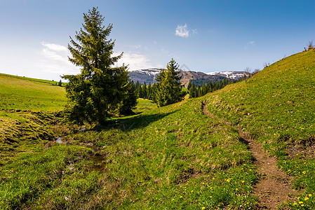 沿着森林地带的草坡行走驼峰农村山脊木头山坡丘陵爬坡土地风景植物图片