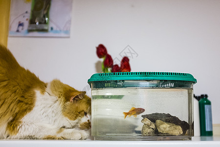 金鱼在水族馆里长得像猫 外表很好奇的好奇心金鱼打猎宠物动物危险猫科小猫诱惑玻璃生活橙子图片