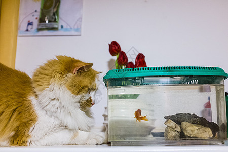 金鱼在水族馆里长得像猫 外表很好奇的好奇心金鱼打猎危险小猫玻璃生活动物宠物橙子猫科诱惑图片