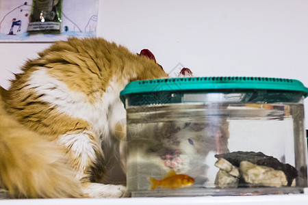 金鱼在水族馆里长得像猫 外表很好奇的好奇心金鱼猫科小猫橙子生活玻璃宠物危险诱惑打猎动物图片