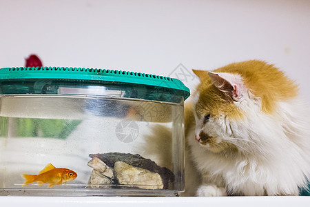 金鱼在水族馆里长得像猫 外表很好奇的好奇心金鱼诱惑动物小猫玻璃生活猫科打猎宠物橙子危险图片