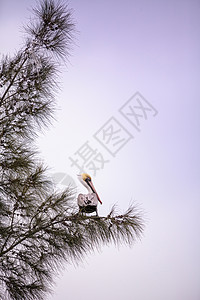 棕树 叫做佩勒卡尼乌斯 在一棵树上的西雅图小洞游泳池塘翅膀涉水羽毛鸟类沼泽水禽荒野图片