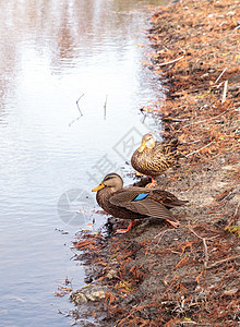 在一个池塘里流放的鸭子涉水野鸭鸟类水禽羽毛游泳翅膀水鸭图片