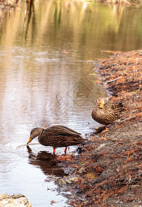 在一个池塘里流放的鸭子游泳水禽鸟类野鸭翅膀水鸭羽毛涉水图片