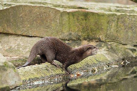 水上的湿水滴生活动物园捕食者动物水獭哺乳动物濒危鼻子毛皮荒野图片