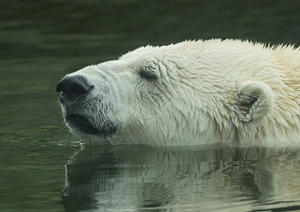 北极熊在水中游泳猎人捕食者海洋气候哺乳动物游泳者动物鼻子食肉毛皮图片