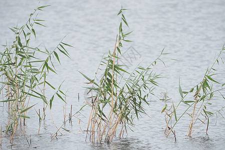 湖底背景 草叶 在地表表面的草原上土地场景草本植物天空植物风景草地太阳树木反射图片