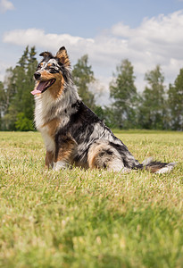 一位美丽的澳大利亚牧羊人在外面玩耍头发犬类宠物牧羊犬鼻子舌头动物朋友哺乳动物血统图片