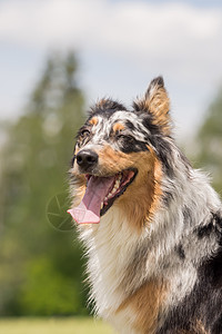 一位美丽的澳大利亚牧羊人在外面玩耍犬类公园朋友动物工作室血统舌头头发哺乳动物牧羊犬图片