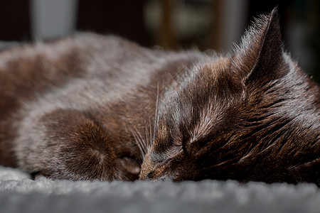 一只可爱的黑猫睡在床上动物耳朵主题胡须小猫毛皮爪子头发眼睛友谊图片